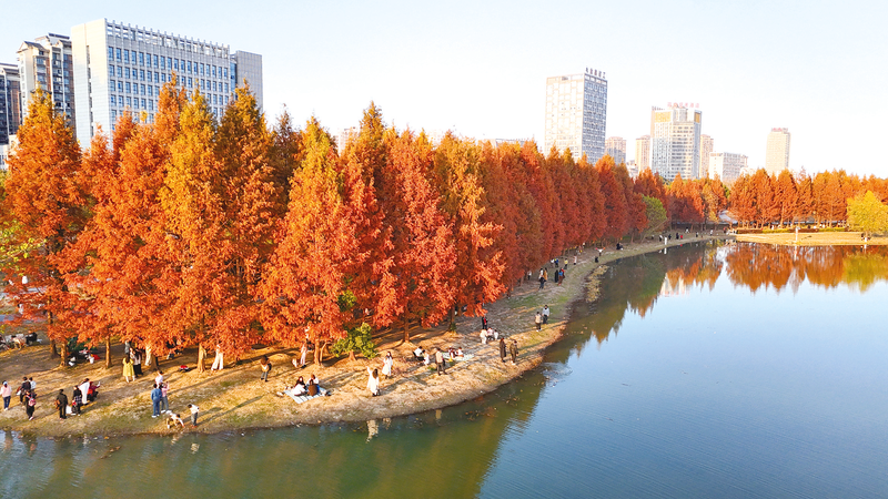 湿地杉林红似火