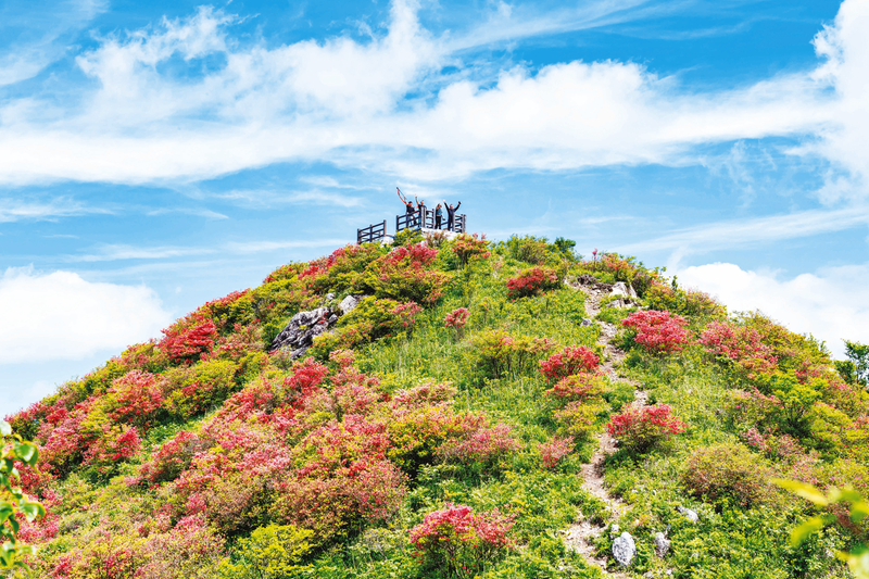 高山杜鹃 花开正艳